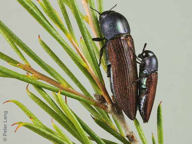 Bubastes vagans, PL4919, PL4920A, female and male, on Melaleuca uncinata (PJL 3527), EP